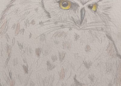 dessin d'un hibou